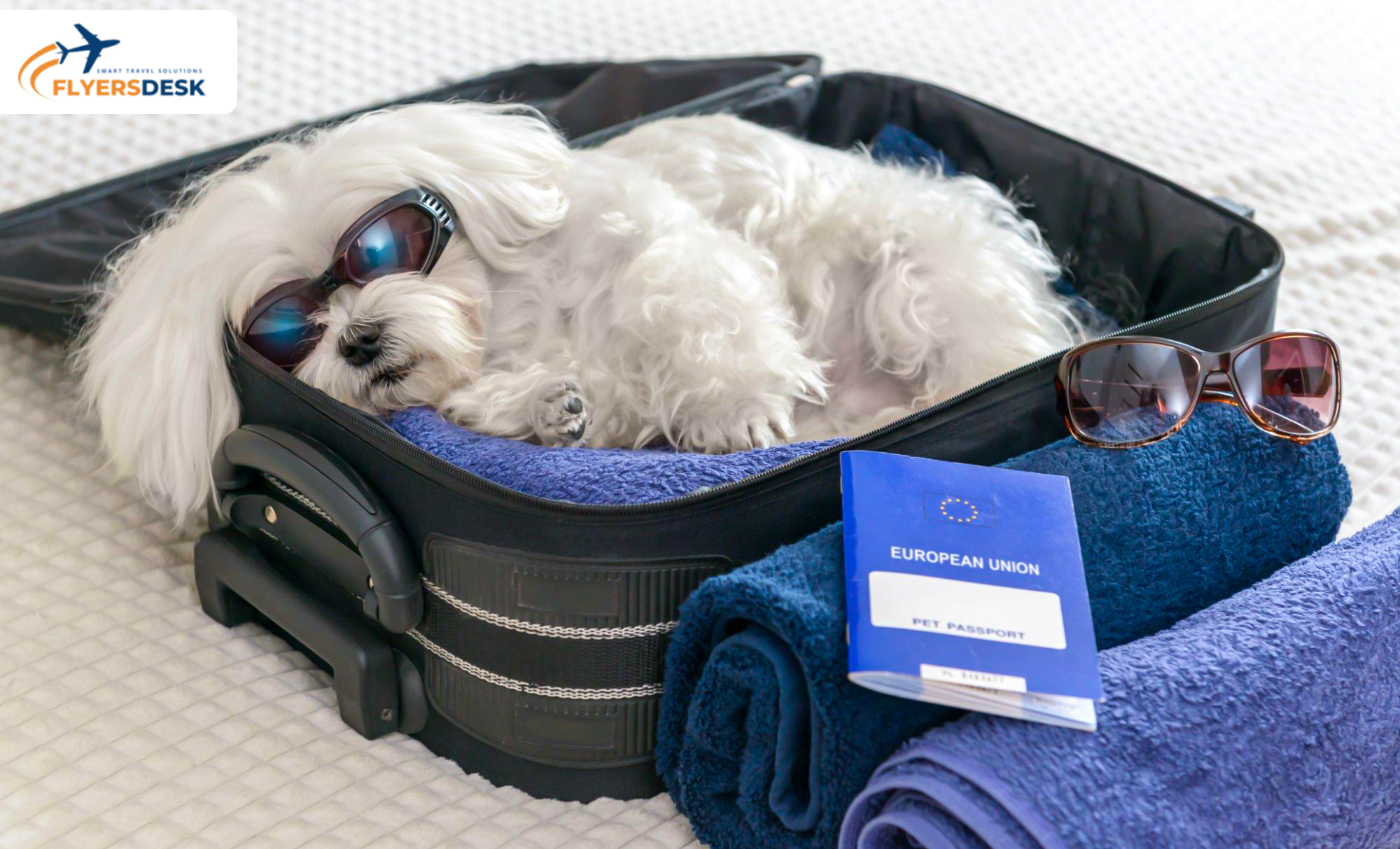 Lufthansa Airlines Pet Policy – In the Cabin